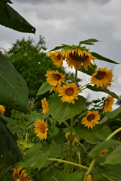 DSC_4848 (Large).JPG